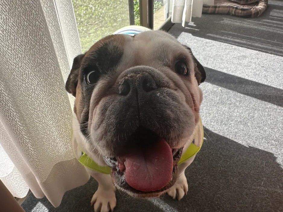 {{ page.data.title }}