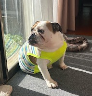 {{ page.data.title }}